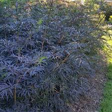 If you decide to remove your elderberry, i recommend that you do not plant another elderberry, or plant in the elderberry family, in the same spot. 7 Top Elderberry Varieties To Grow In Your Backyard Gardener S Path