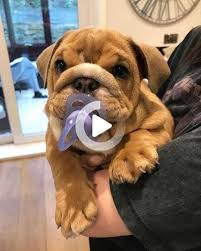 14 English Bulldogs That Make You Happy Petpress In 2020 English Bulldog Bulldog Are You Happy