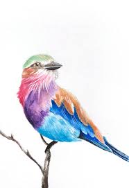 We did not find results for: Lilac Breasted Roller Bird Watercolor Colorful South African Etsy Bird Watercolor Paintings South African Art Watercolor Bird