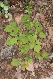 Image result for Gomphocarpus kaessneri