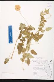 Image result for Cardiospermum corindum