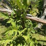 Image result for Crassocephalum montuosum