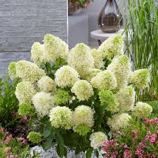 Riesen Hortensie Skyfall Hortensien Hydrangea Paniculata Ziergeholze