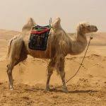 Fill in do/does and answer the questions (заполните пропуски словами dodoes и ответьте на вопросы 1) ………. Lecture Level 2 You Have No Idea Where Camels Really Come From Lovemyesl