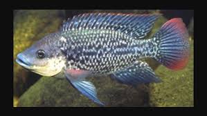 Pin On African Cichlides Not The Great Lakes
