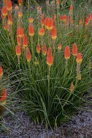 We did not find results for: Kniphofia Jackpot Red Hot Poker Red Hot Poker Plant Front Yard Plants Plants