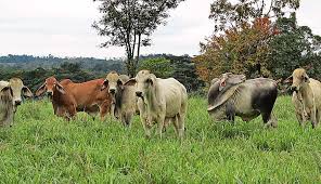 The brahman breed originated from bos indicus cattle originally brought from india. Pasture Of Brahman Cattle In Costa Rica Photograph By Lyuba Filatova