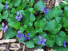 Some are tied to the histories of the people who lived and thrived in that state, while others are chosen due to their abundance in the area. Did You Know The Nj State Flower Is Jersey Shore Real Estate