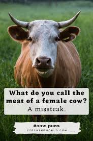 Beff jerky dozing off funny cow meme what do you call a sleeping cow? 155 Best Cow Puns That Are Simply Legen Dairy 2021