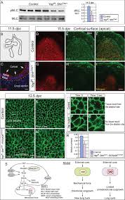 Vào khoảng những năm 2100, con 1/2 prince. Yap Is Essential For Mechanical Force Production And Epithelial Cell Proliferation During Lung Branching Morphogenesis Elife