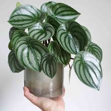 Check spelling or type a new query. Peperomia Radiator Plant Care Growing Guide