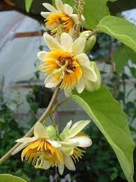 Pin On Flower Images