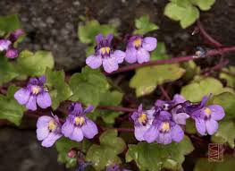 Image result for Cymbalaria muralis