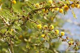 Image result for Acacia xanthophloea
