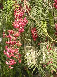 Image result for Anacardiaceae