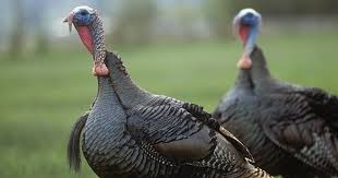 Number of new cases in 2020, both sexes, all ages. A Guide To Hunting Wild Turkey Meateater Hunting