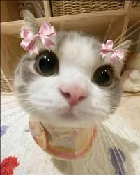 A cute cat