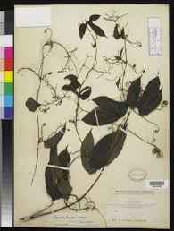 Image result for Trochomeria hookeri