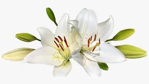 Download Easter Lily Clip Easter Lily Png Png Image Transparent Png Free Download On Seekpng