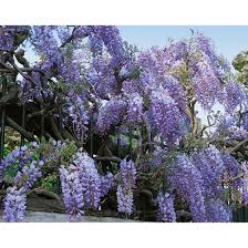 Marine aquarium 3.3 now for the android. Wisteria Sinensis Prolific Pflanzen Fur Dich De 9 95