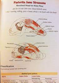From wikipedia, the free encyclopedia. Anatomy Ofsirsasana Pose Yoga Headstand Salamba Shirshasana Anatomy And Alignment Yoga With Sapna Salamba Sirsasana Yoga Anatomy Yoga Functional Anatomy Www Functionalanatomy Net