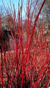 Posted by avi goldsteen at 8:40 am. Pin On A Gardener S Notebook