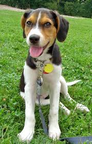 Black And Tan Treeing Walker Coonhound Beagle Mix Pin On Dogs