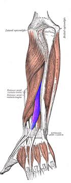 What Is The Anatomical Snuffbox Muscles Anatomy Study Com From where did anatomical snuff box gets its name? what is the anatomical snuffbox
