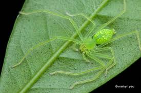 These characteristic huntsman spiders can be found at the edges of forests, in dry meadows, in damp woodland clearings and rides, where they prefer grass and the lower branches of trees. Green Huntsman Spider Gnathopalystes Sp Huntsman Spider Spider Huntsman