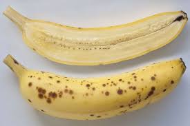 Cavendish bananas are the fruits of a banana cultivar belonging to the cavendish subgroup called aaa cultivar group. Fungus Threatens To Wipe Out World S Supply Of Cavendish Banana World News Top Stories The Straits Times