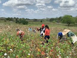Agricultores Familiares De Itabaiana Concluem Colheita De Algodao Governo Da Paraiba