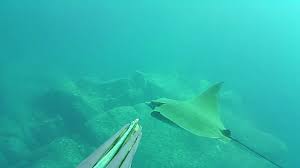 Scopri i fatti e le curiosità sull'aquila di mare dalla testa bianca, l'animale simbolo degli stati uniti queste aquile sono in via di estinzione a causa dell'inquinamento e della caccia (molto spesso infatti. Il Tuffo Piu Bello Della Mia Vita Aquila Di Mare Youtube