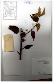 Image result for Triumfetta pilosa