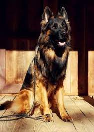 long coat german shepherd panjo v ljulin west german showline wonderlustpup zufluchtk9s http long coat german shepherd german sheperd dogs german shepherd