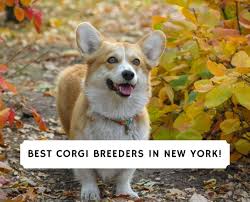 Pembroke welsh corgi club of america or cardigan welsh corgi club of america (note: 5 Best Corgi Breeders In New York 2021 We Love Doodles