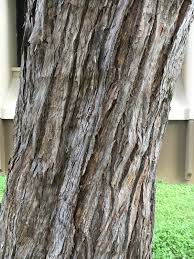 Image result for Lophostemon confertus