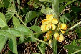 Image result for Mostuea hirsuta