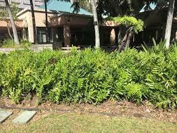 Image result for Microsorum scolopendria