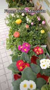 Floristería Doña Margarita