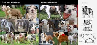 The american bulldog is a breed of utility dog. Exotic Rare Bulldogs Vs English Bulldogs Which One Looks Healthier Bulldogs