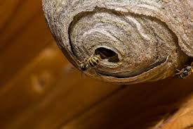 Bienen im rolladenkasten wespennest im rollladenkasten was. Wespen Vertreiben Diese Mittel Helfen Wirklich