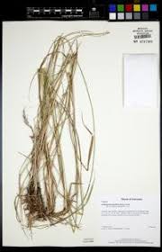 Image result for Sorghastrum stipoides