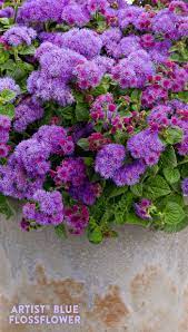Artist Blue Flossflower Ageratum Hybrid Plants Hummingbird Plants Drought Tolerant Plants