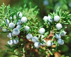 Dogs Juniper Berries