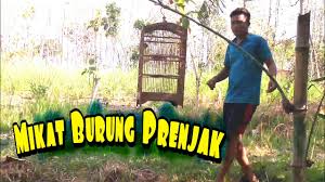 Download mp3 cici padi betina dan video mp4 gratis. Mikat Cici Padi Merah Salome Di Sawah Seruuu By Dedi Channel