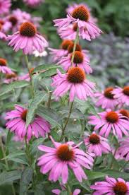 Here are some more high quality images from istock. Purple Coneflowers Central Park