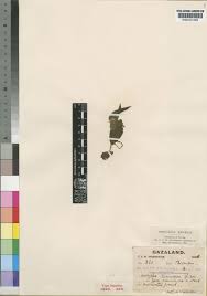 Image result for Acalypha chirindica