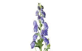 When you look in textbooks about the poisonous principles of plants, each plant has the ability to poison a number of different systems in the body, says veterinarian and vet clinic director dr david neck. Plants Poisonous To Dogs And What To Do If They Eat Them