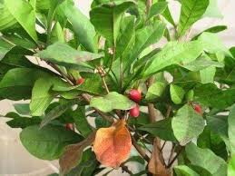 Miracle Berry Growing Learn About Caring For A Miracle Fruit Plant Berry Plants Fruit Plants Fruit Trees In Containers