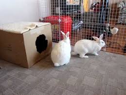 We did not find results for: New Zealand White Mix Rabbits Playing Around Youtube